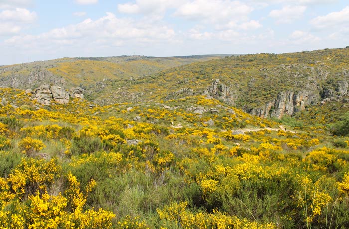 Paisaje de las Arribes dominado por la retama Cascada de Abelón