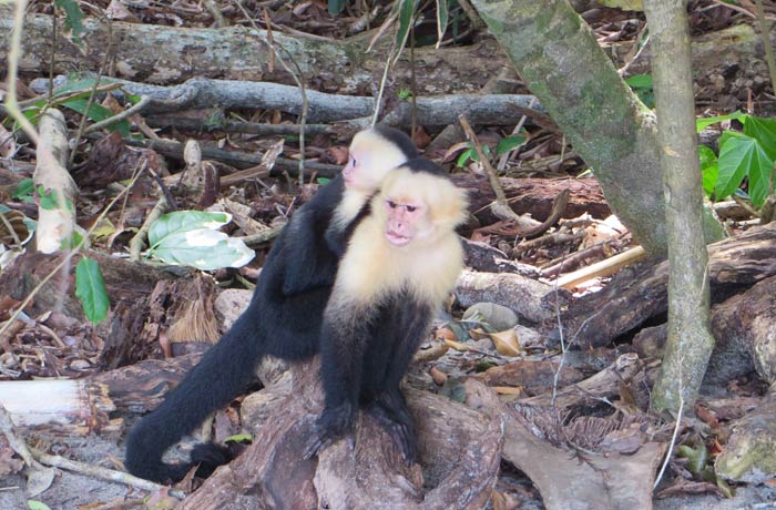 Monos capuchinos en playa Manuel Antonio