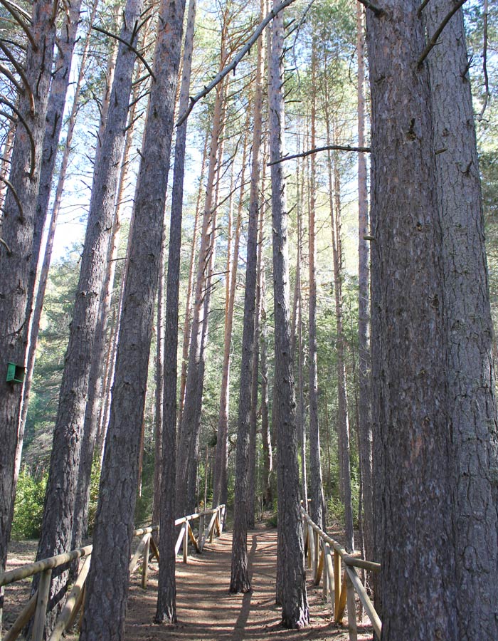 Grandes árboles en medio del sendero del nacimiento del río Cuervo