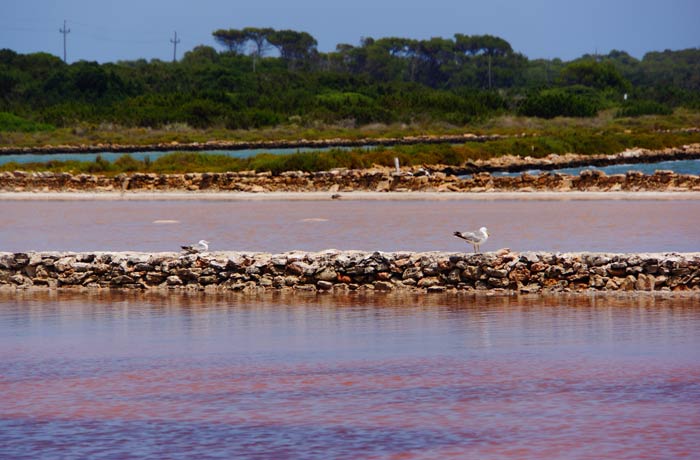 Estany Pudent que ver en Formentera