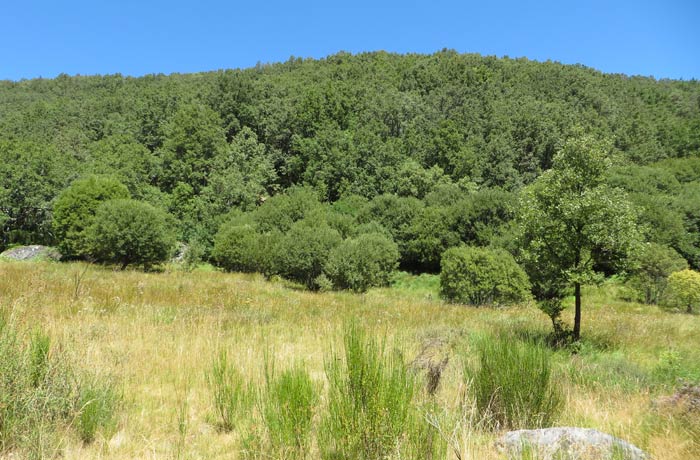 Frondoso bosque antes de regresar a Sotillo de Sanabria Cascada de Sotillo