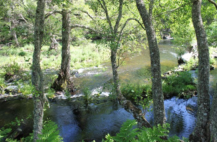 Curso del río Coa entre abundante vegetación ruta en Sabugal