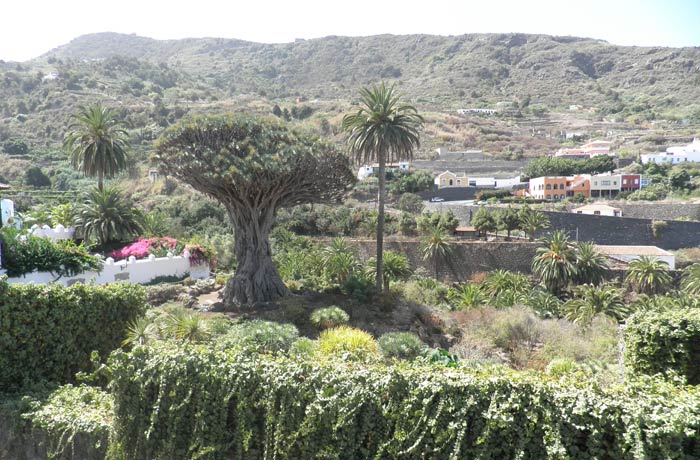 Drago Milenario de Icod de los Vinos qué ver en Tenerife