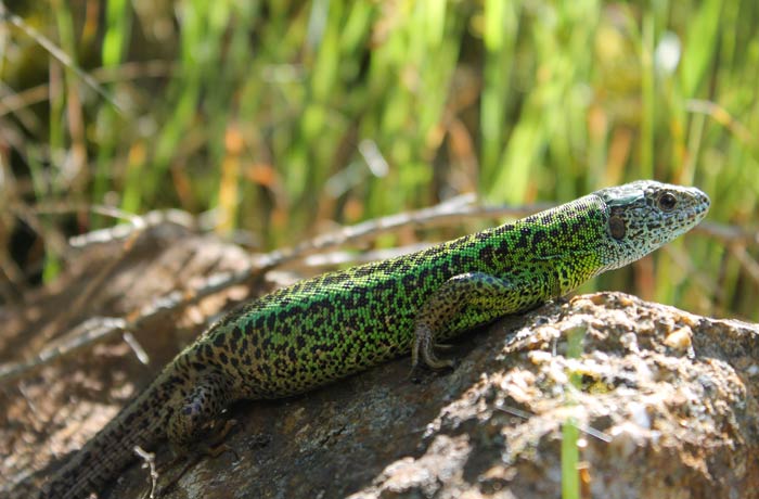 Lagarto verdinegro ruta en Sabugal