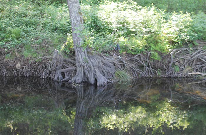 Bonita imagen de la raíces de este árbol adentrándose en el cauce del río Coa ruta en Sabugal